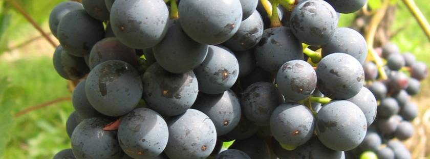 Weinland Georgien: Nachrichten zum georgischen Wein ✔ Geschichte und aktuelle Entwicklung des Weinbaus ✔ Weinlese ✔ endemische Rebsorten